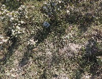 Cotton Disease project thumbnail