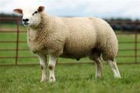 CheckCowOrSheep project thumbnail