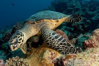 Endangered Species project thumbnail