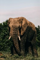 Animal detection CNN model project thumbnail