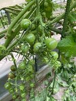 Ripeness_Stage project thumbnail