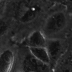 Cells Project Object Detection Dataset by Cells Project