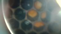 API TREK Semplificato project thumbnail