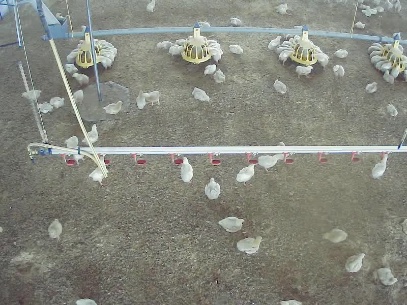 chickendetection - Roboflow Universe