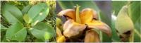 Avicennia Officianalis project thumbnail