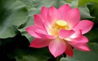 YOLO_Lotus_Detection project thumbnail