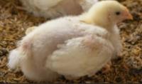 Chicken Detection project thumbnail