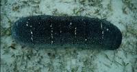 Sea Urchin project thumbnail