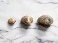 clam1 project thumbnail