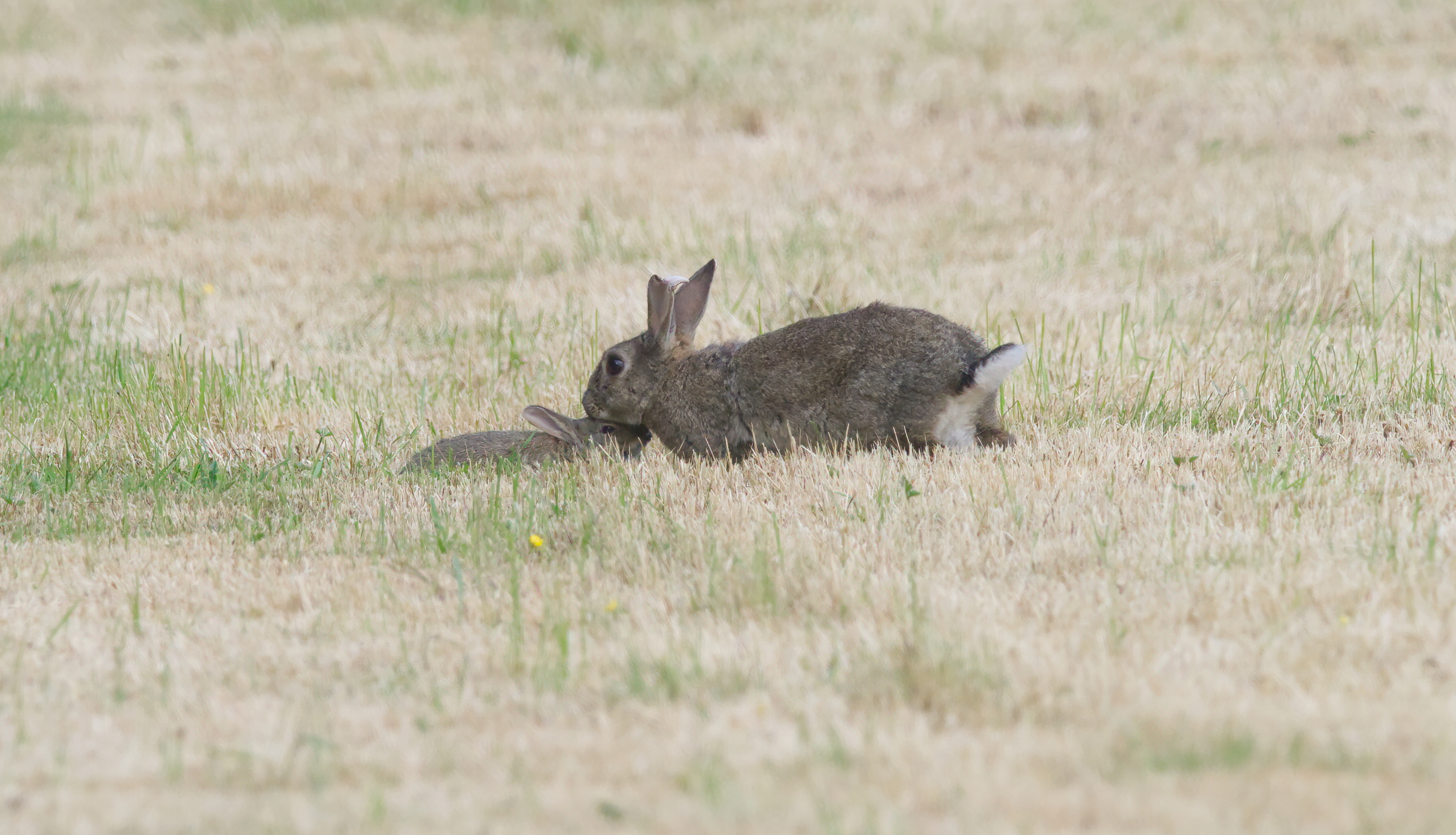 Cottontail-Rabbits Object Detection Model (v1, Augmented Data) by ...