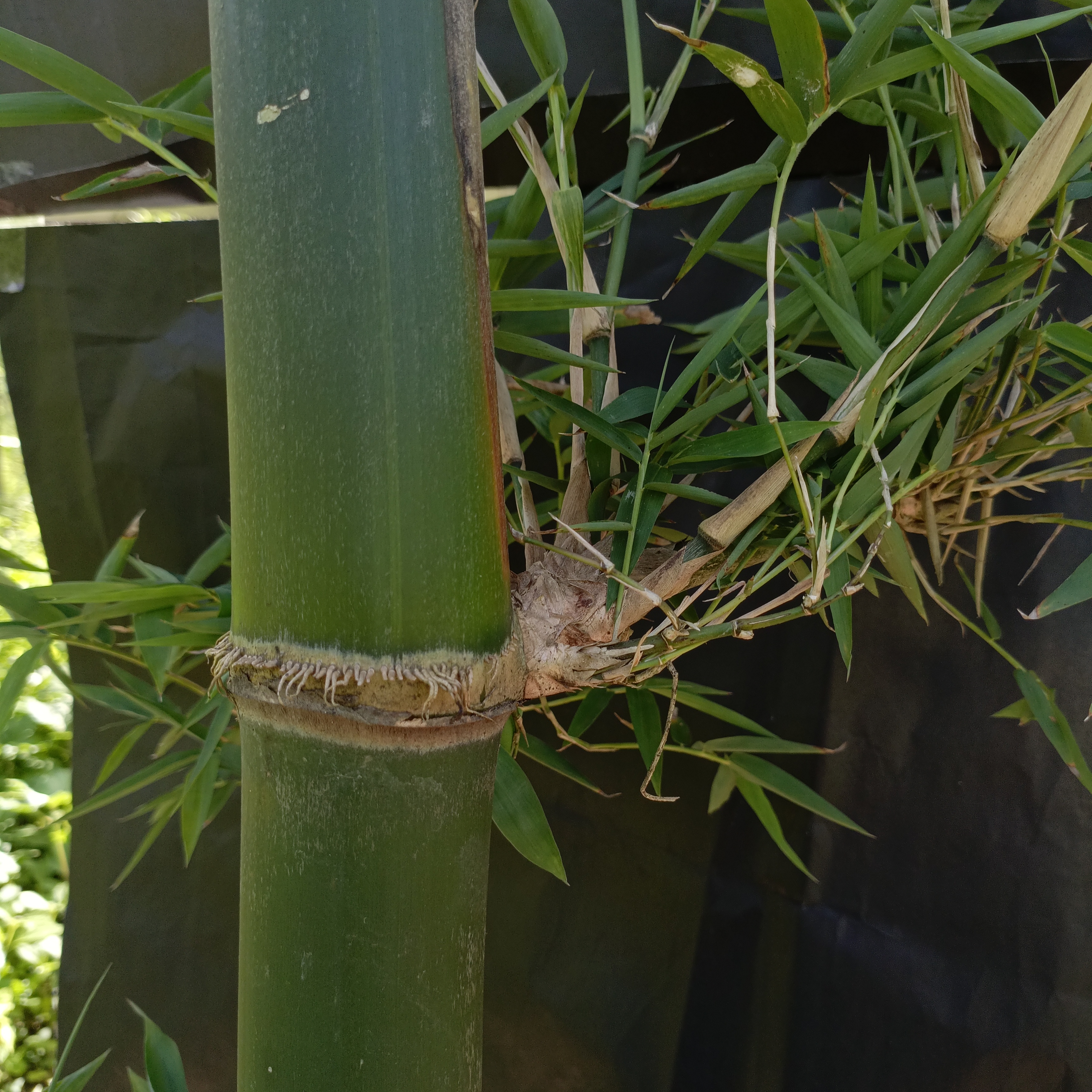 Bamboo Propagules Nodes Classification Dataset by Sart24