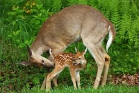 Deer Survey project thumbnail