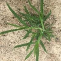 weed detection project thumbnail