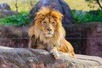 Animal in zoo project thumbnail