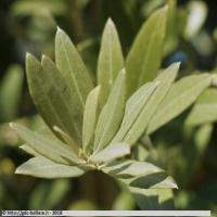Olive_plant project thumbnail