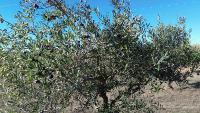 Drone_Olive project thumbnail