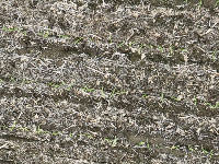 soybean project thumbnail