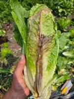 My FirsLettuce_Disease_t Project project thumbnail