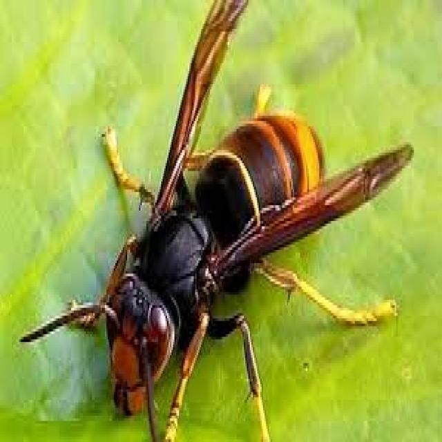 Hornet Sleep Habits: What Science Says - zwr7ipq