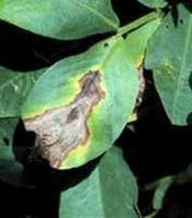 groundnut diseases project thumbnail
