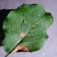 Leaf detection project thumbnail
