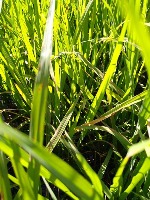 Paddy Disease Classification all project thumbnail
