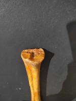 Cattle Metatarsal project thumbnail