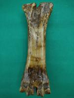 Cattle Metacarpal project thumbnail