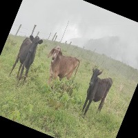 cow project thumbnail