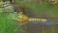 animal-detection project thumbnail
