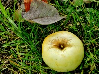 Apple project thumbnail