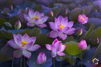 Flowers Detection project thumbnail