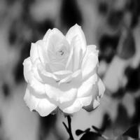 Rose-Detection project thumbnail