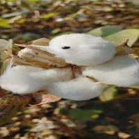 Cotton-Detection project thumbnail