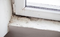 Mold fungus detection project thumbnail