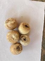 arecanut-quality project thumbnail