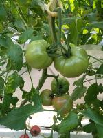 LABORO_Tomato_Semantic_Seg200 project thumbnail