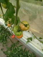 LABORO_Tomato_Semantic_Seg project thumbnail