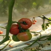 LABORO_Tomato_Instance_Seg200 project thumbnail