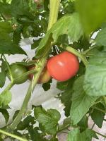 LABORO_Tomato_Instance_Seg project thumbnail