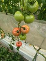 LABORO_Tomato_Object_Detection project thumbnail