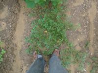 weed detection project thumbnail
