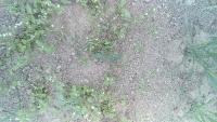 Chickweed detection project thumbnail
