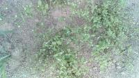 Chickweed_detection project thumbnail