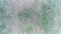 Brome and Nettles project thumbnail