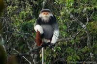 Primates of Vietnam project thumbnail