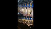 Find chickens 4 project thumbnail