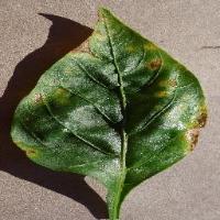 Leaf disease detection project thumbnail
