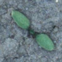 plants project thumbnail