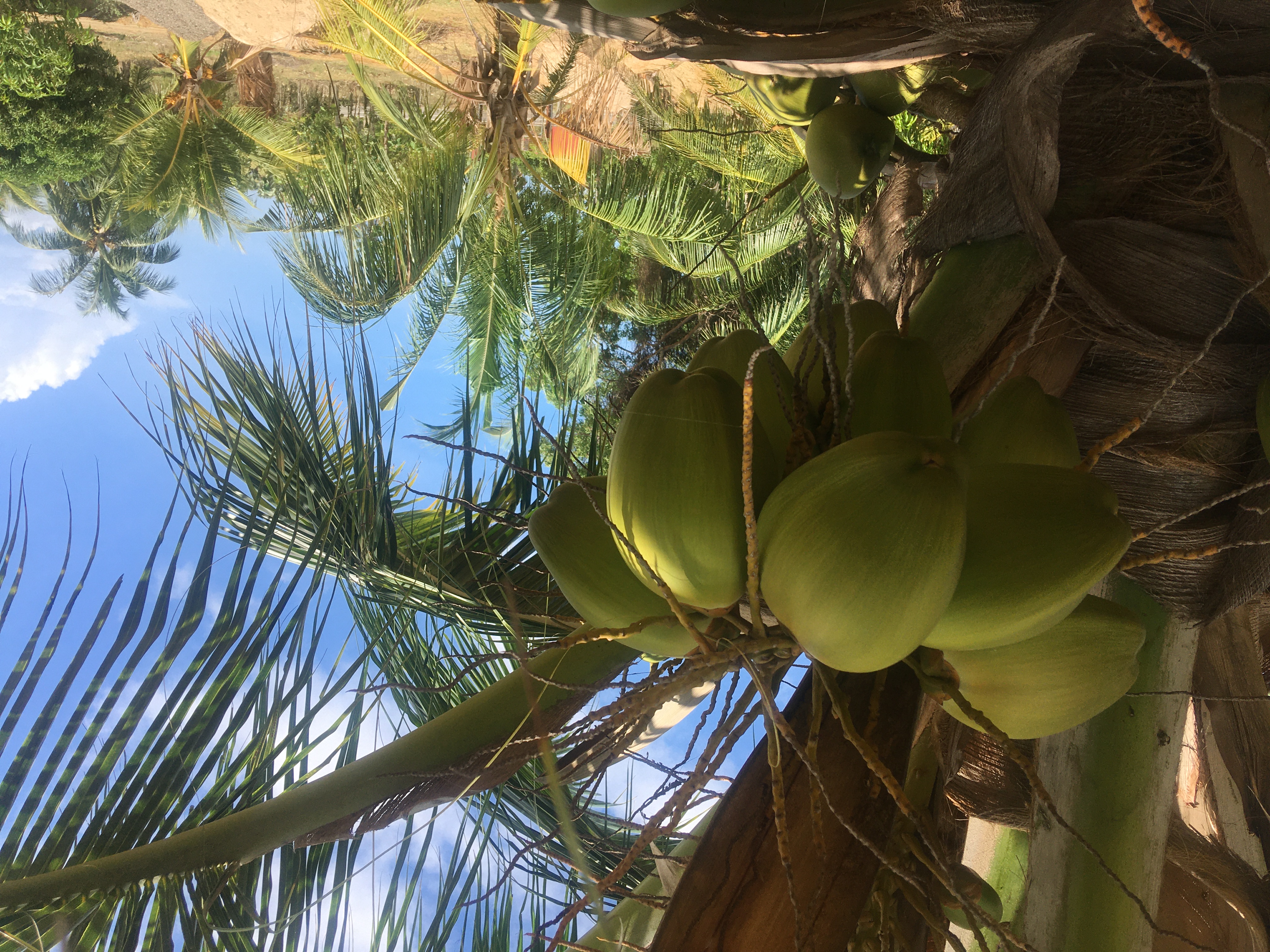 Coconut Dataset Object Detection Model by coconut